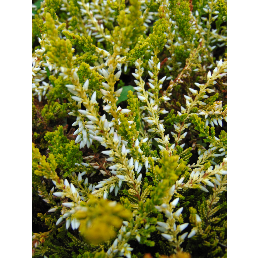 Calluna vulgaris Sandy - Brugo