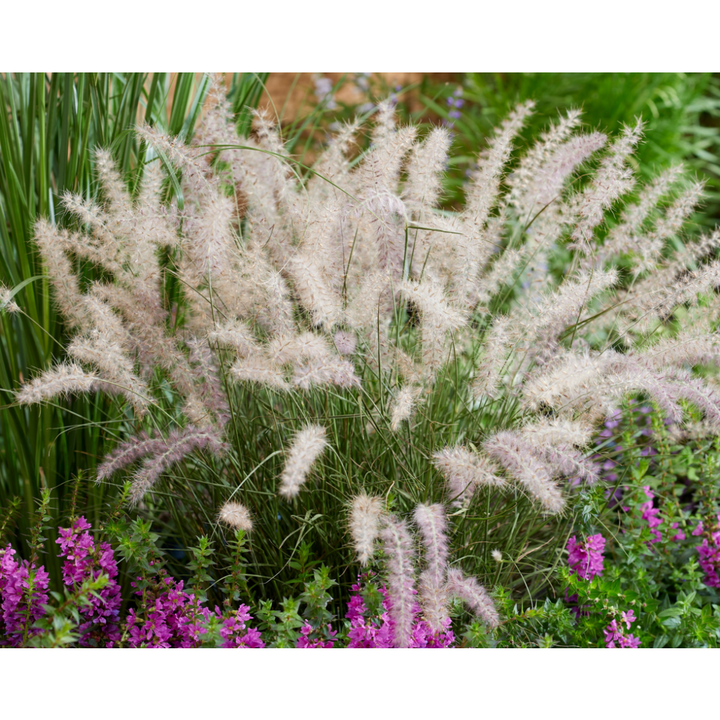 Pennisetum orientale JS Dance With Me