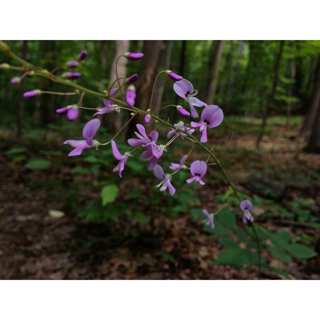 Desmodium nudiflorum