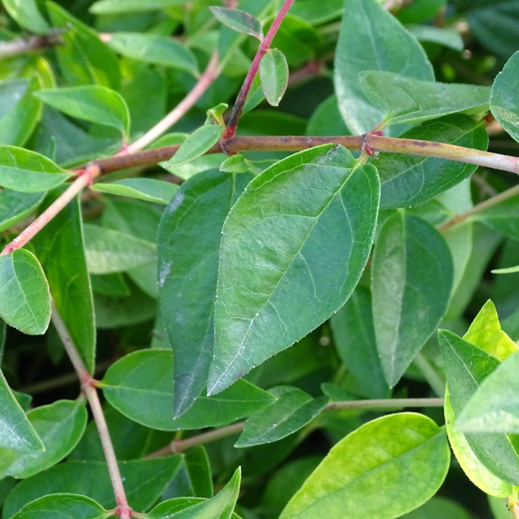 Abelia grandiflora Edward Goucher