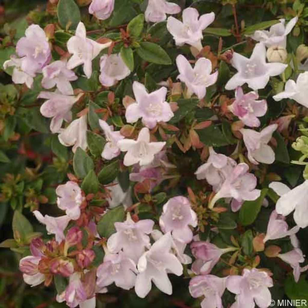 Abelia Petite Garden Minedward