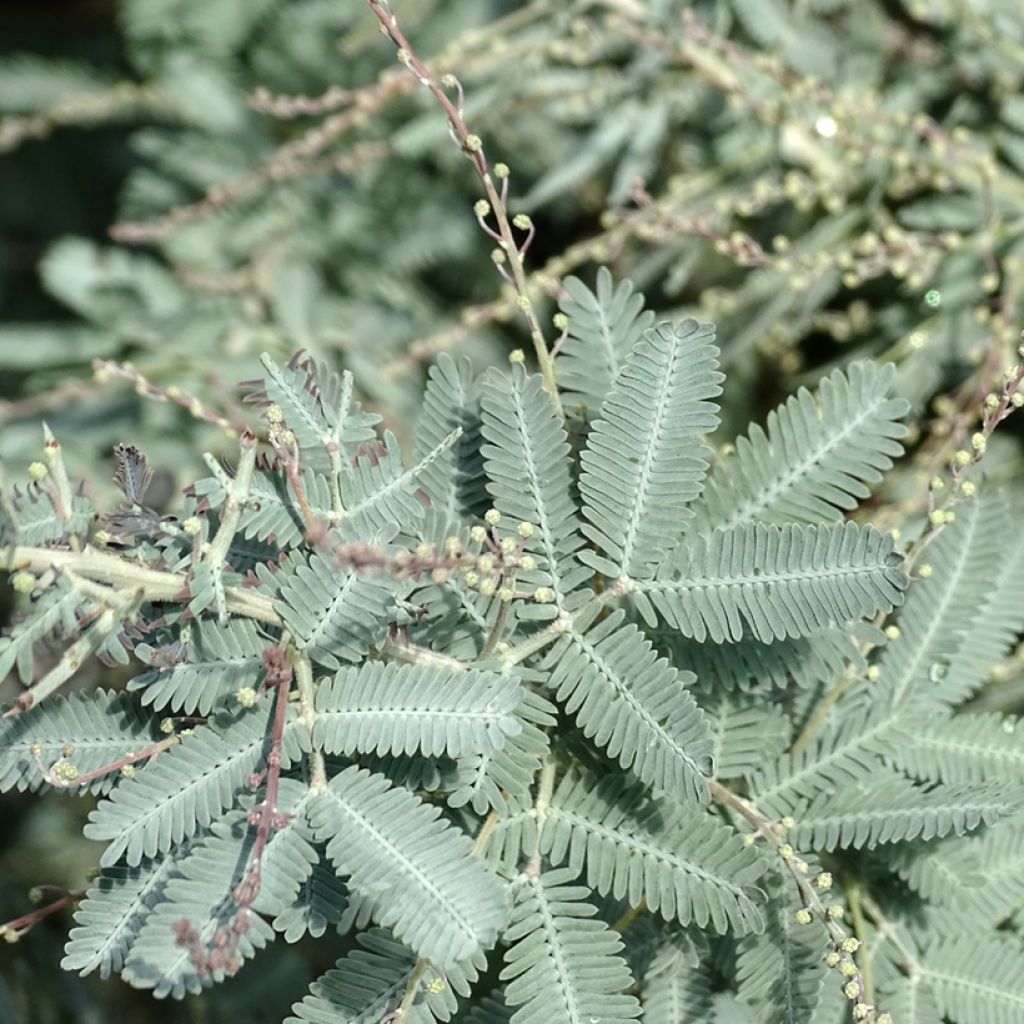 Acacia baileyana Songlines - Mimosa di Bailey