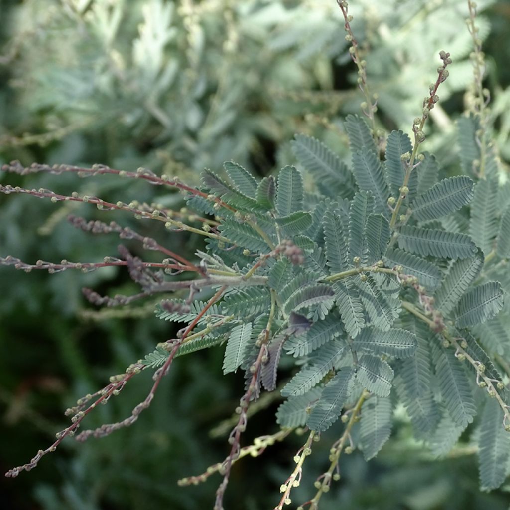 Acacia baileyana Songlines - Mimosa di Bailey