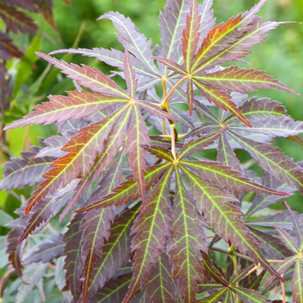 Acer palmatum Sumi-nagashi - Acero giapponese