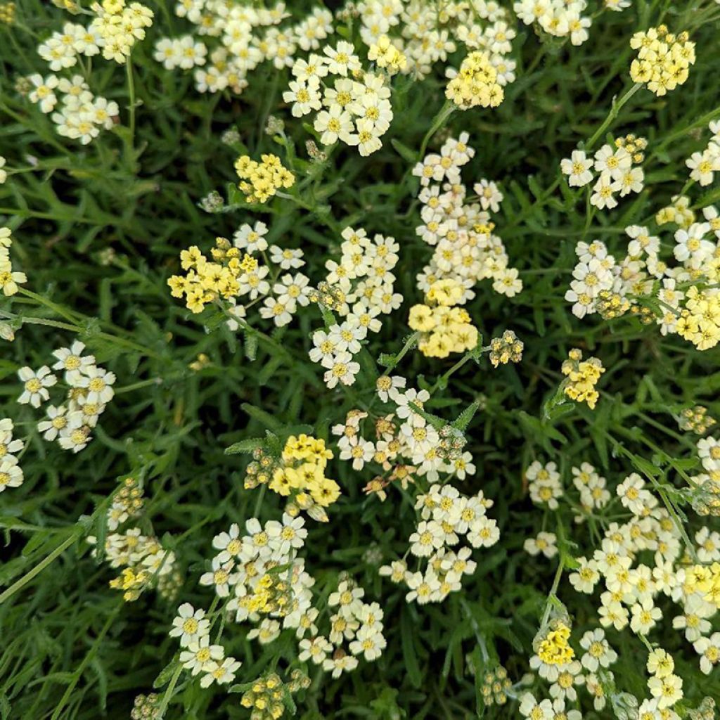 Achillea King Edward