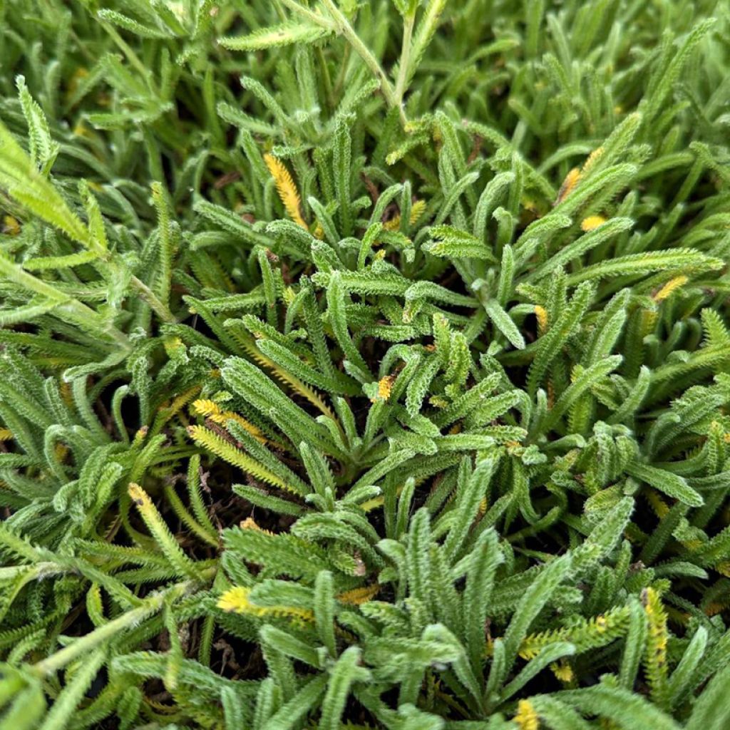 Achillea King Edward