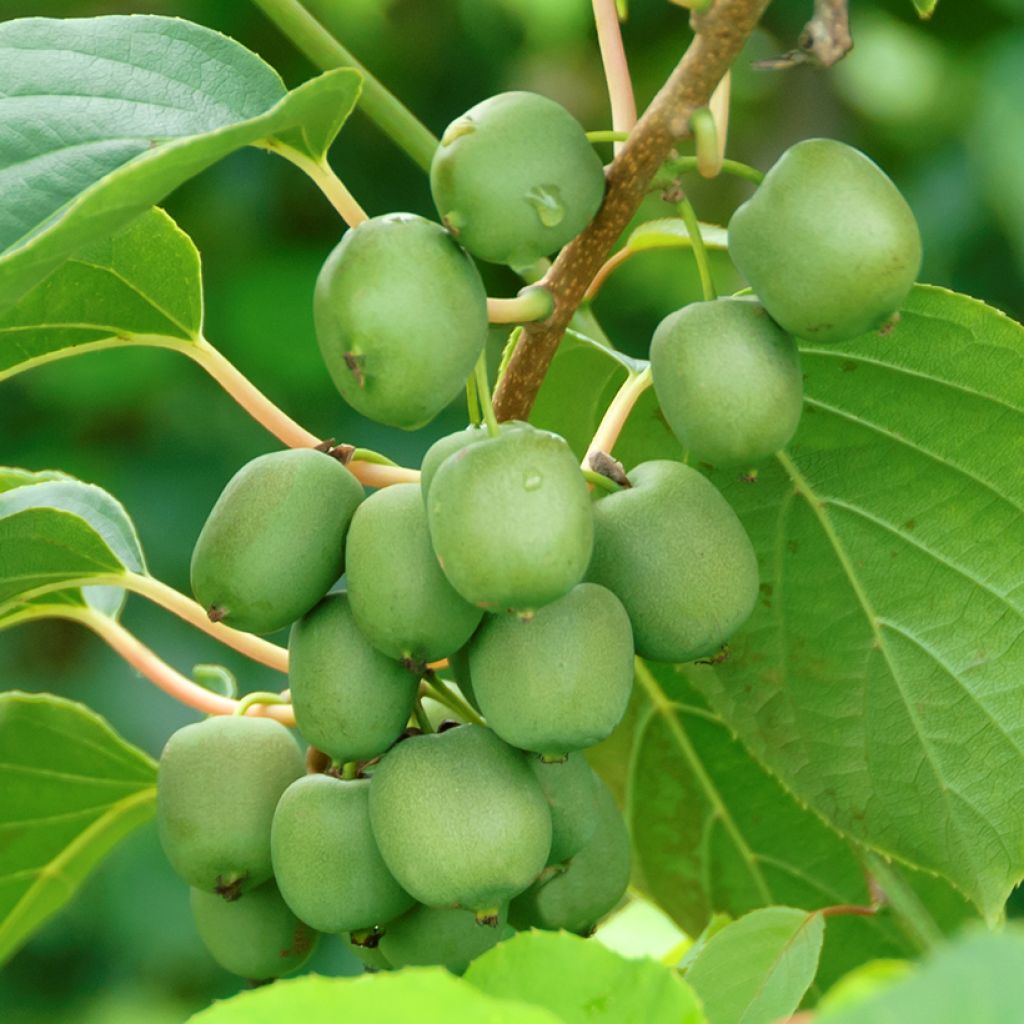 Mini kiwi Actinidia arguta Fresh Jumbo