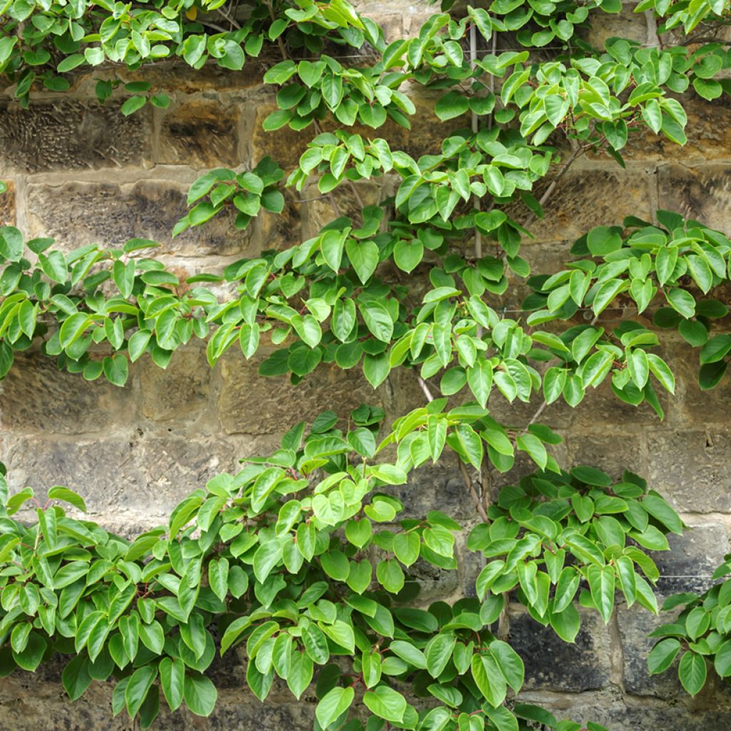 Mini kiwi Actinidia arguta Romeo