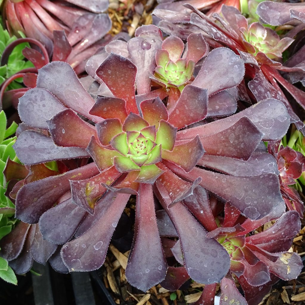 Aeonium arboreum Du Rozzen - Aéonium en arbre