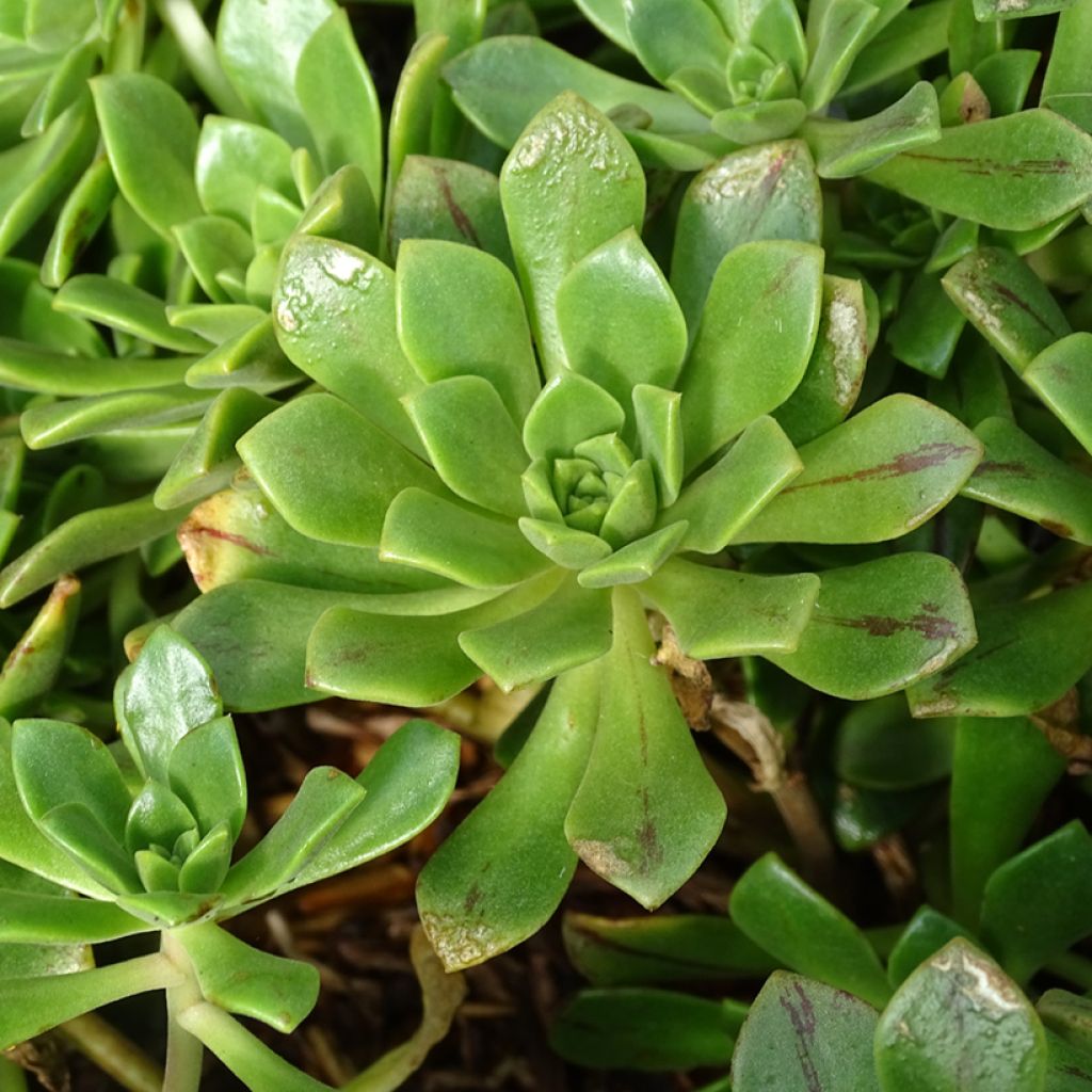 Aeonium occidentale