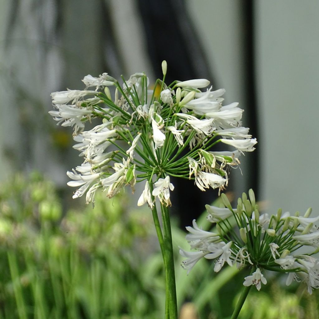 Agapanthe hybride Vallée de la Sarthe