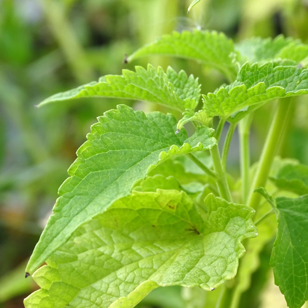 Agastache rugosa Alabaster