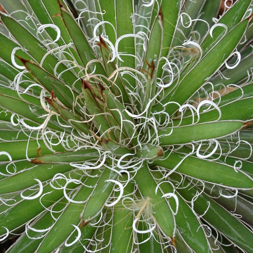 Agave filifera