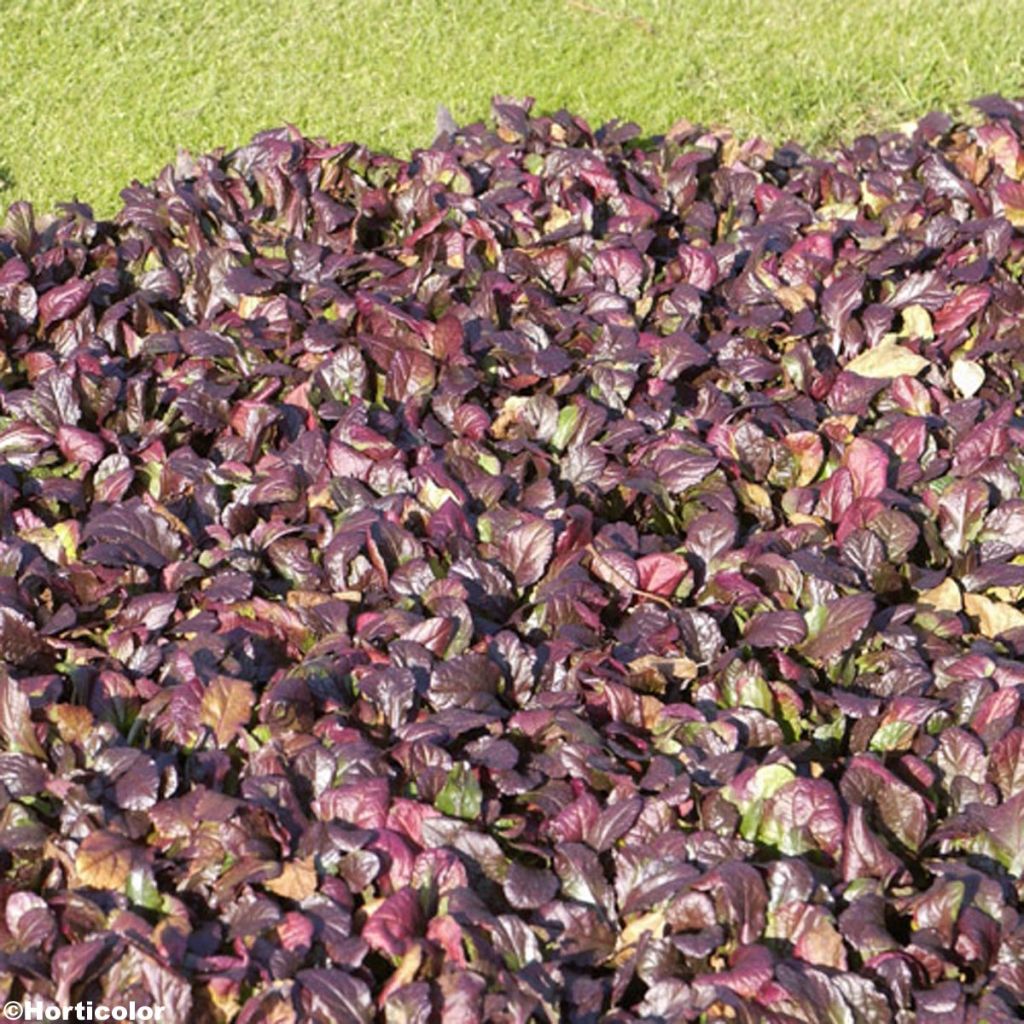 Bugle rampante, Ajuga reptans Jungle Beauty