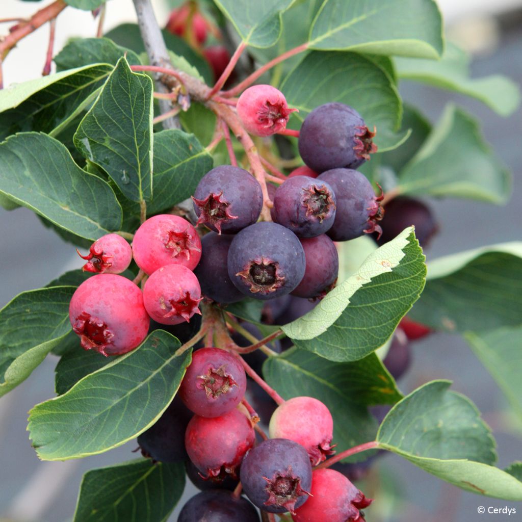 Amelanchier alnifolia Martin - Amelanchier