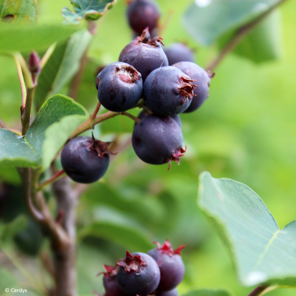 Amelanchier alnifolia Saskablue - Amelanchier