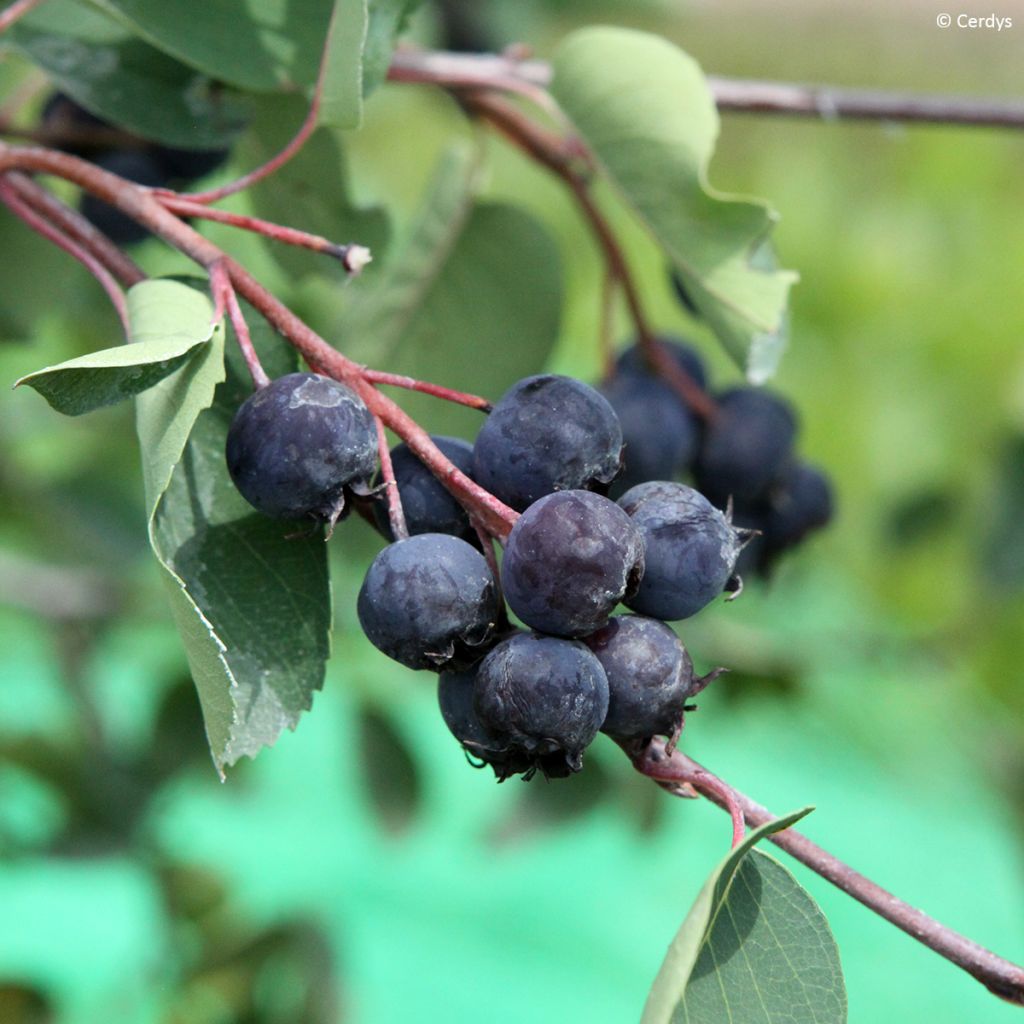 Amelanchier alnifolia Saskablue - Amelanchier