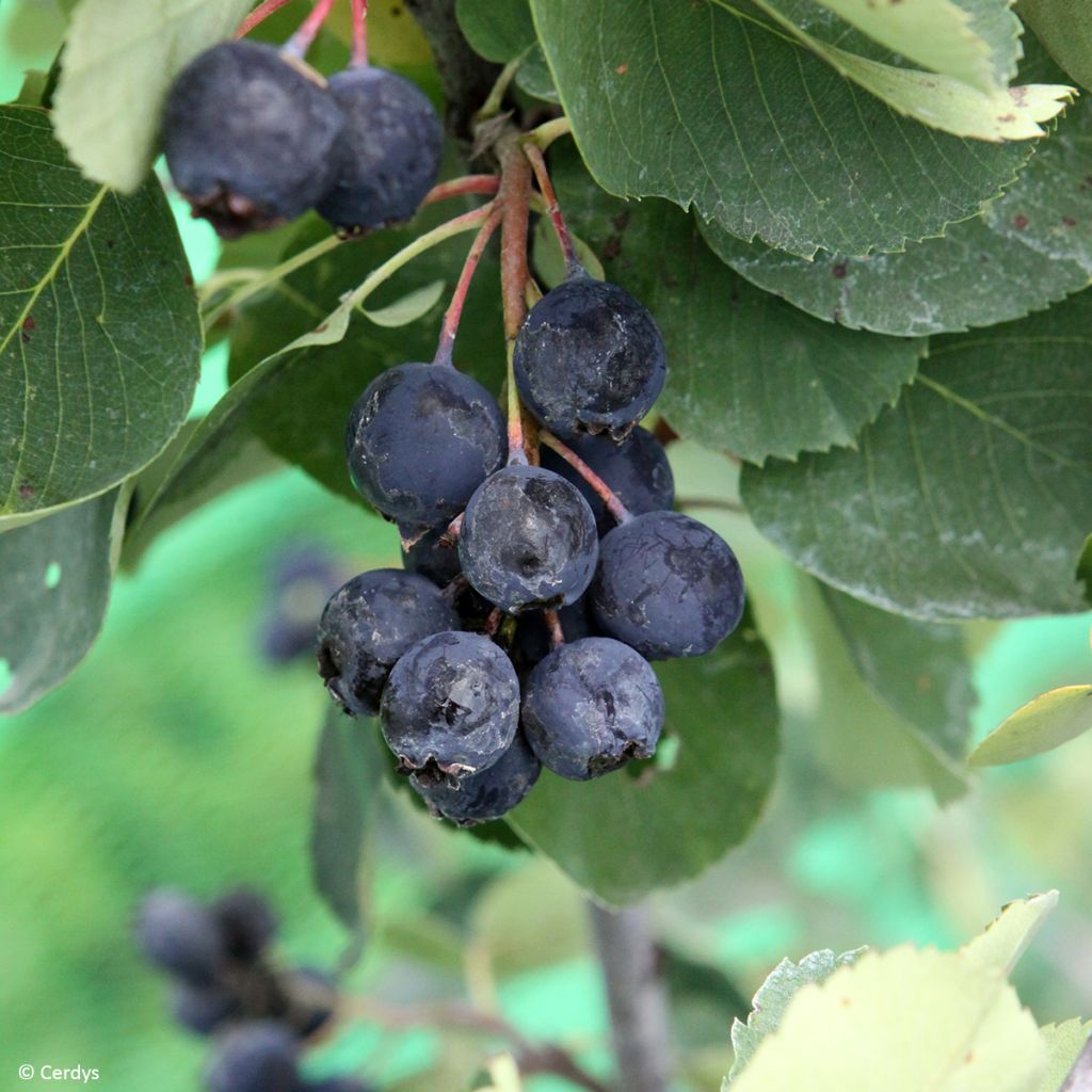 Amelanchier alnifolia Saskablue - Amelanchier