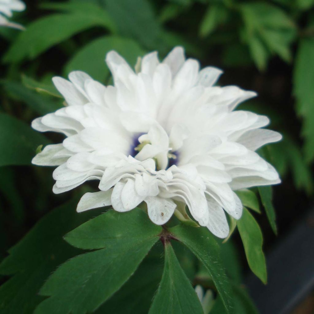 Anemone nemorosa Blue Eyes - Anémone des bois