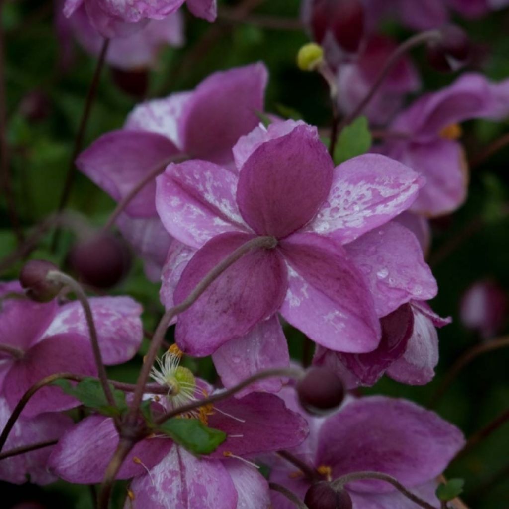 Anémone japonaise Rosenschale