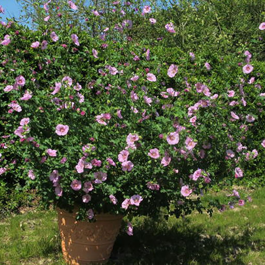 Anisodontea malvastroides Cristal rose - Malva del Capo