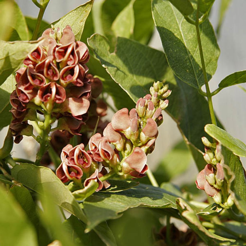 Apios americana - Glicine tuberoso