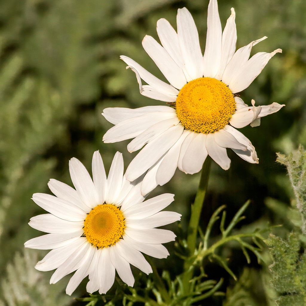 Arctanthemum arcticum - Crisantemo artico