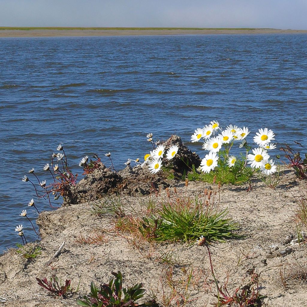 Arctanthemum arcticum - Crisantemo artico