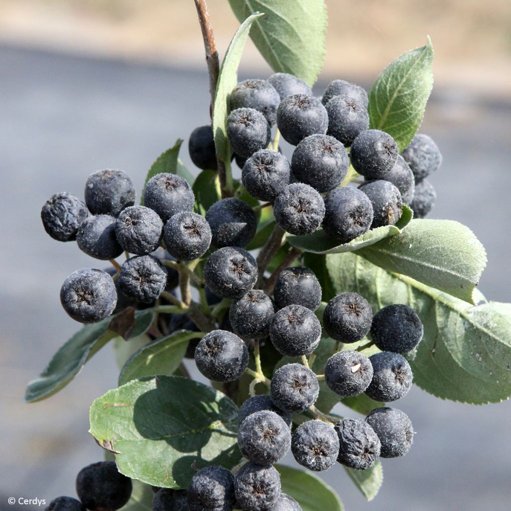 Aronia x prunifolia - Aronia