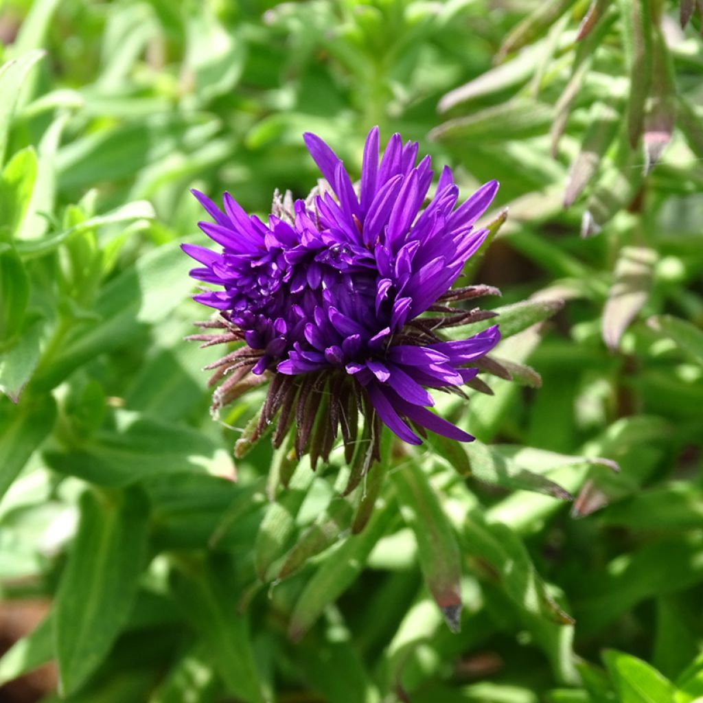 Aster novae-angliae Purple Dome - Aster d'automne