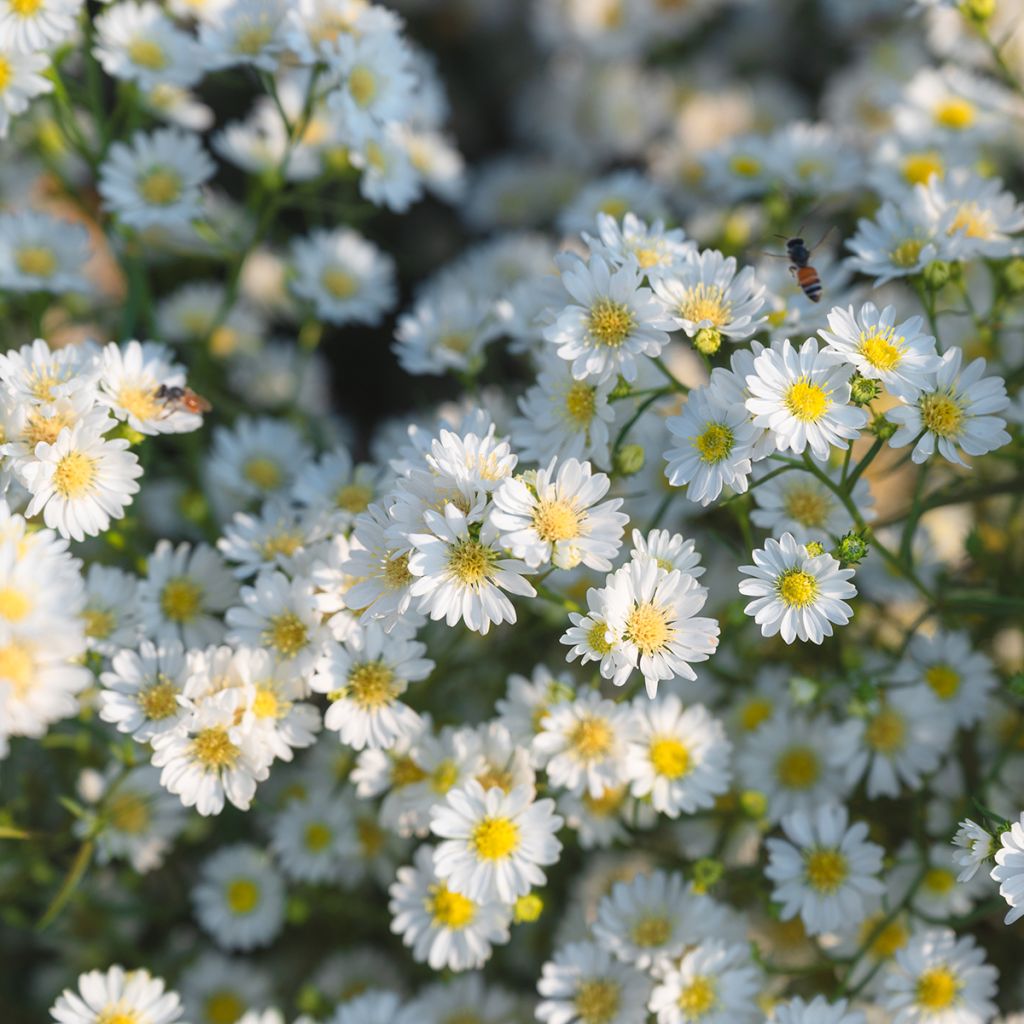 Aster ericoides Schneegitter