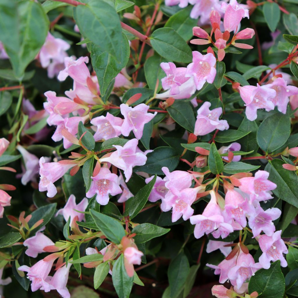 Abelia grandiflora Edward Goucher