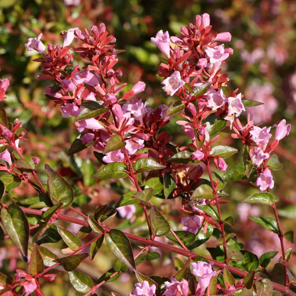 Abelia grandiflora Edward Goucher