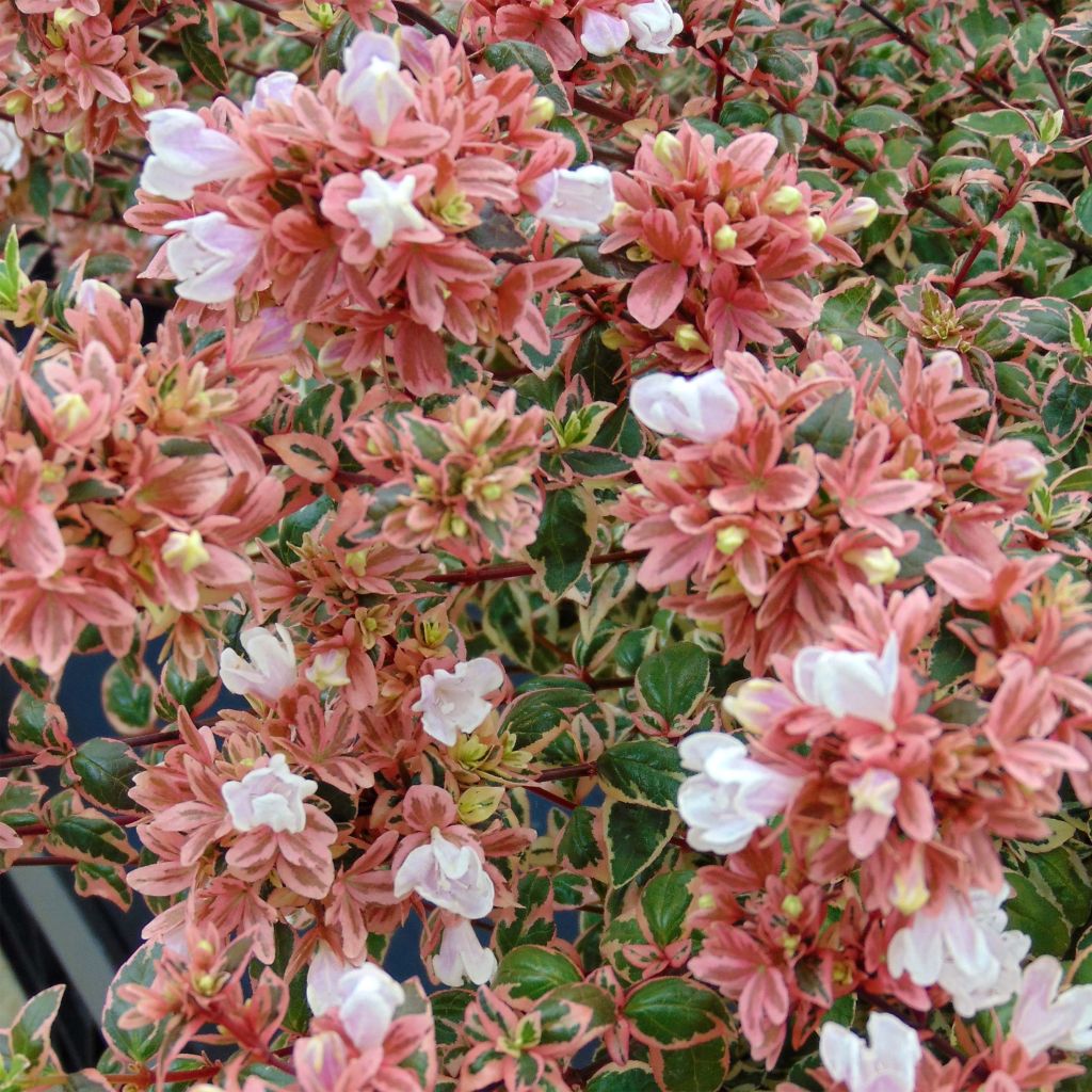 Abelia grandiflora Magic Daydream