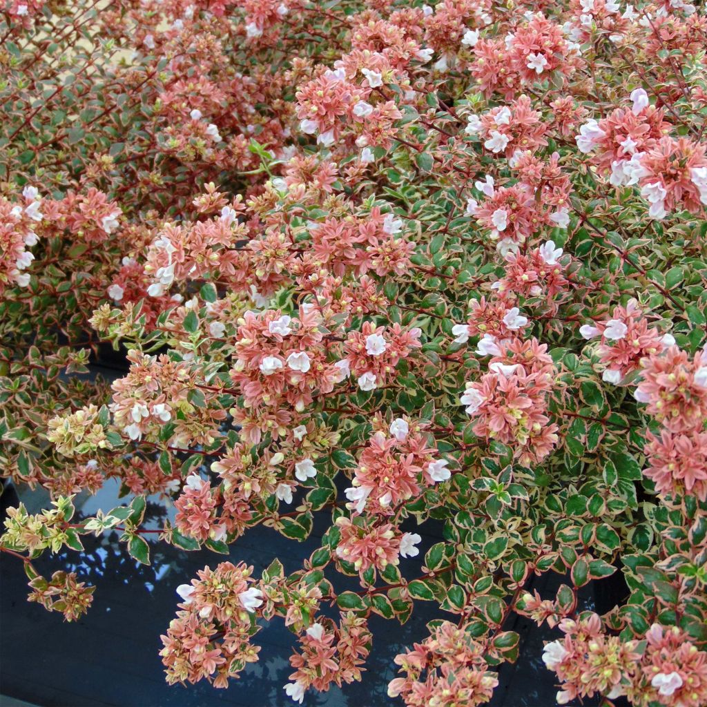 Abelia grandiflora Magic Daydream