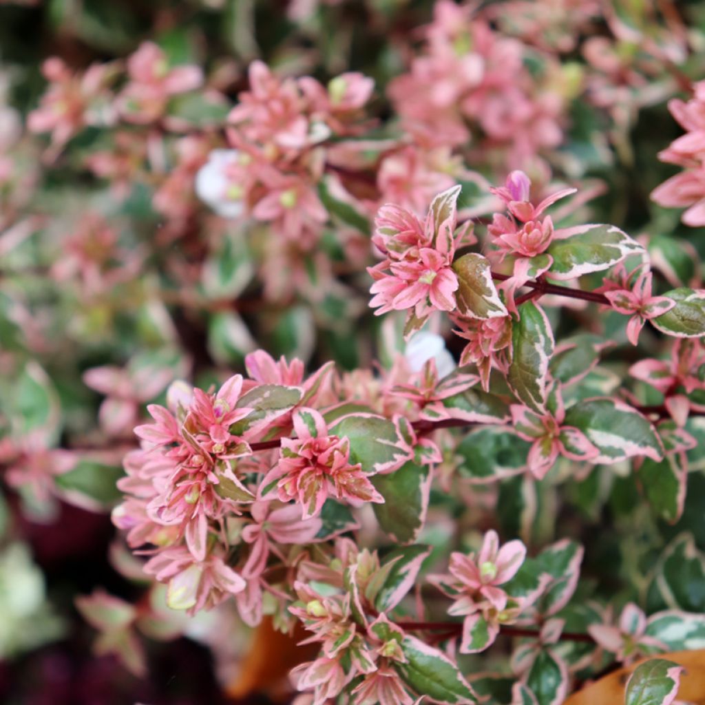 Abelia grandiflora Magic Daydream