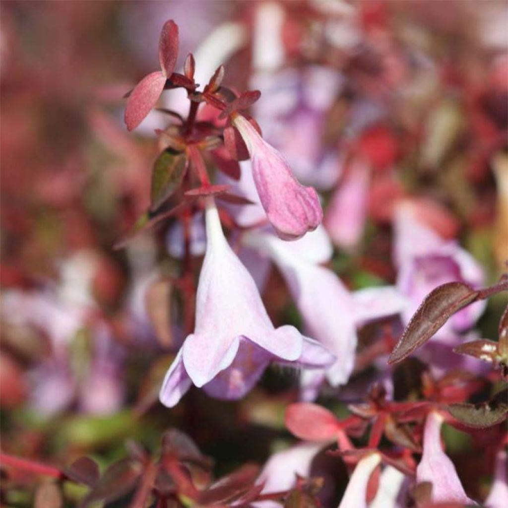 Abelia PINKY BELLS® NOBLE®