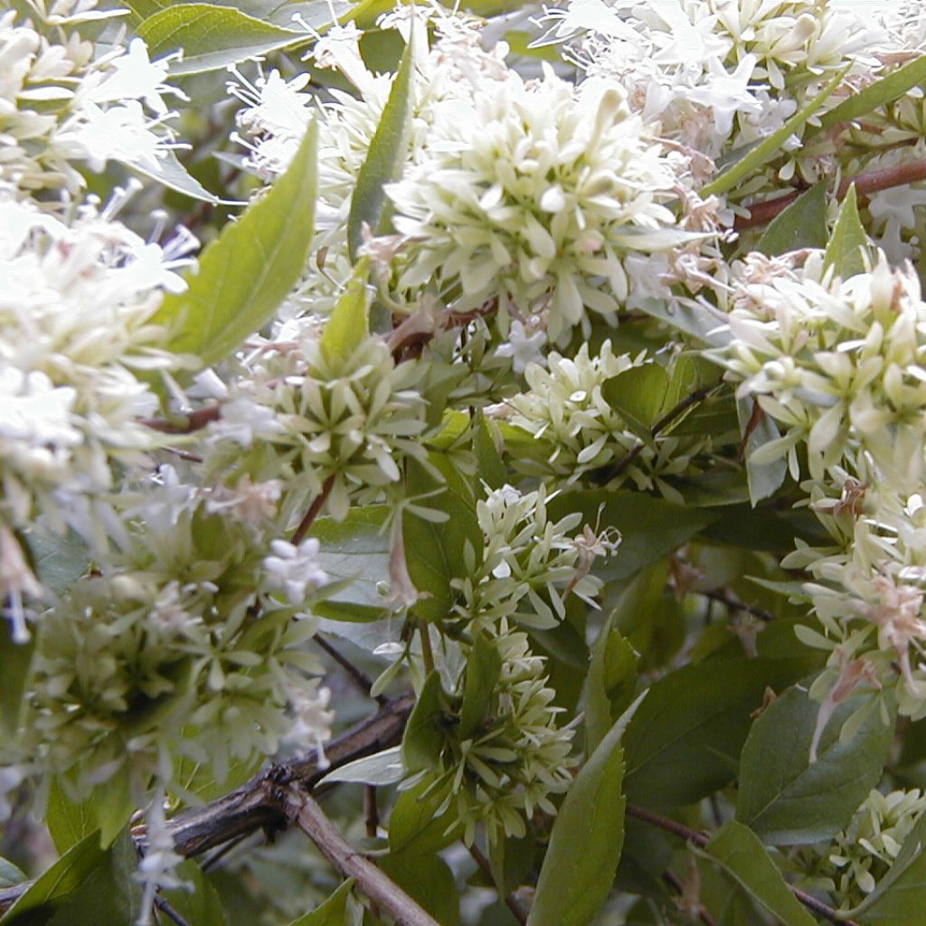 Abelia chinensis