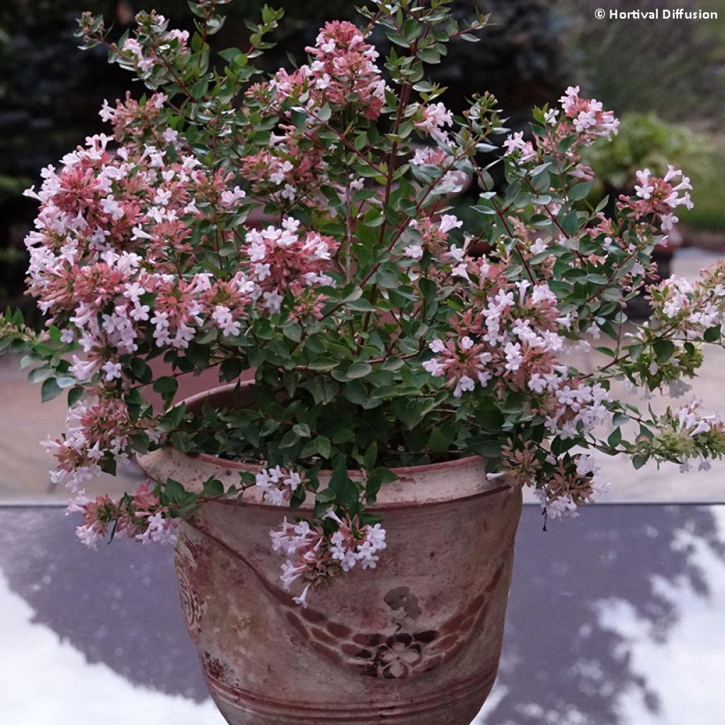 Abelia chinensis Autumn Festival