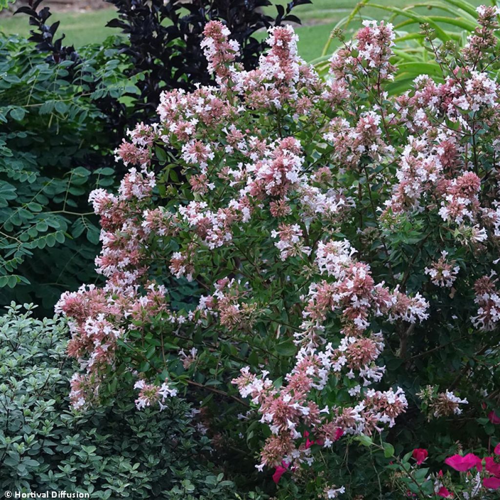 Abelia chinensis Autumn Festival