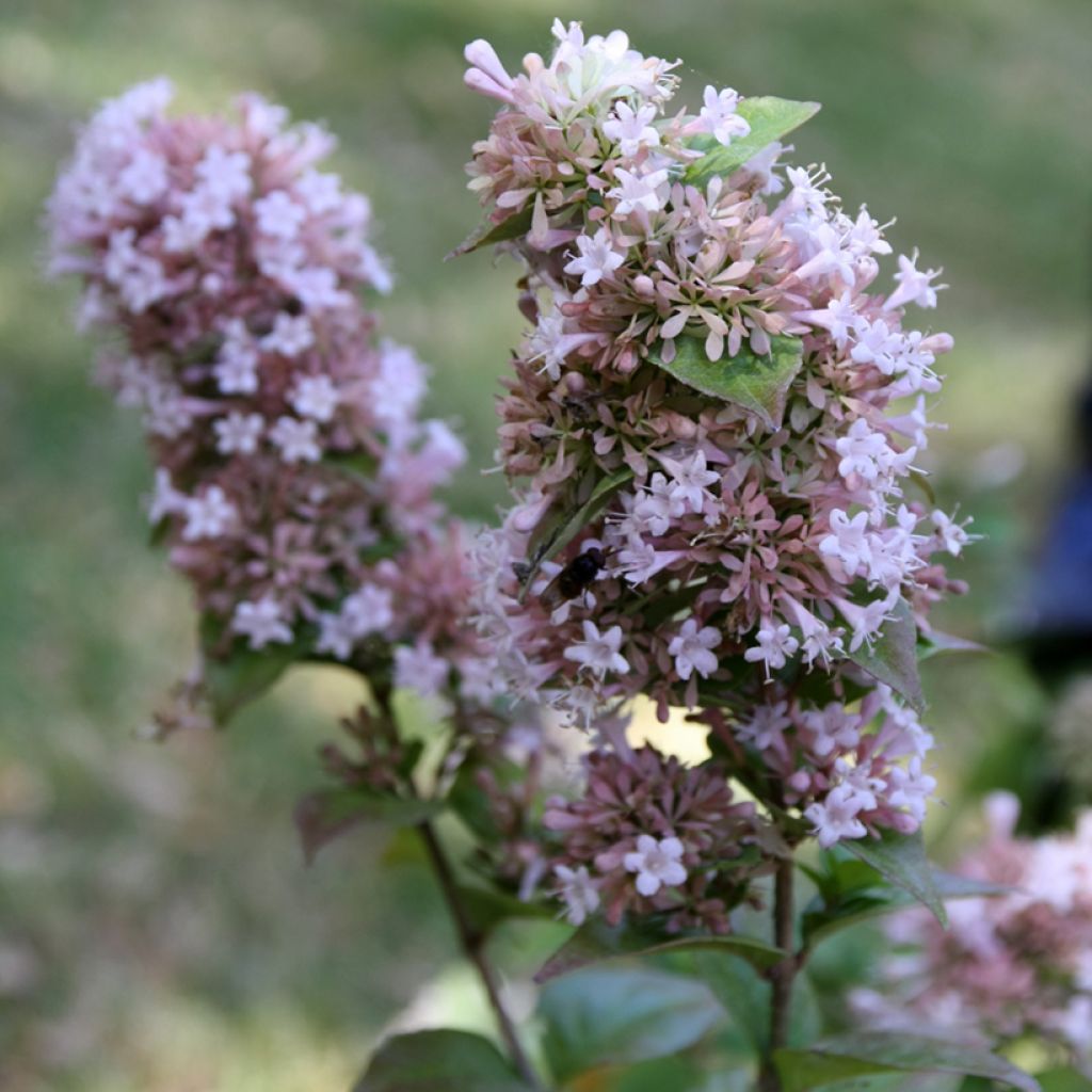 Abelia chinensis White Surprise