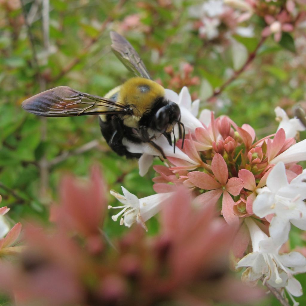 Abelia grandiflora