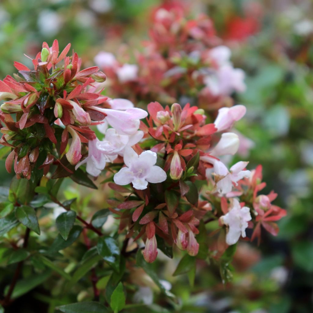 Abelia grandiflora