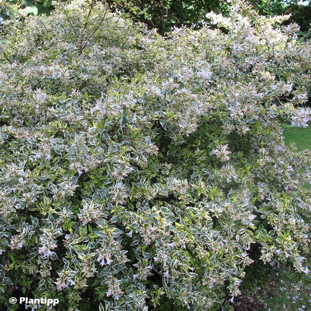 Abelia grandiflora Hopleys