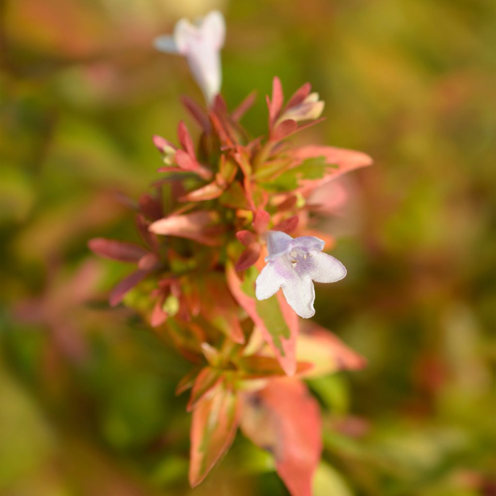 Abelia grandiflora Kaleidoscope