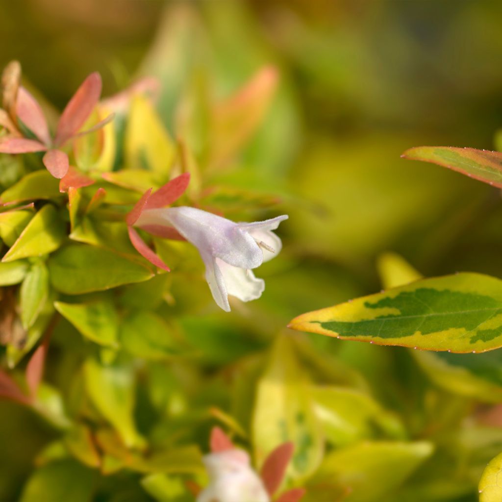 Abelia grandiflora Kaleidoscope