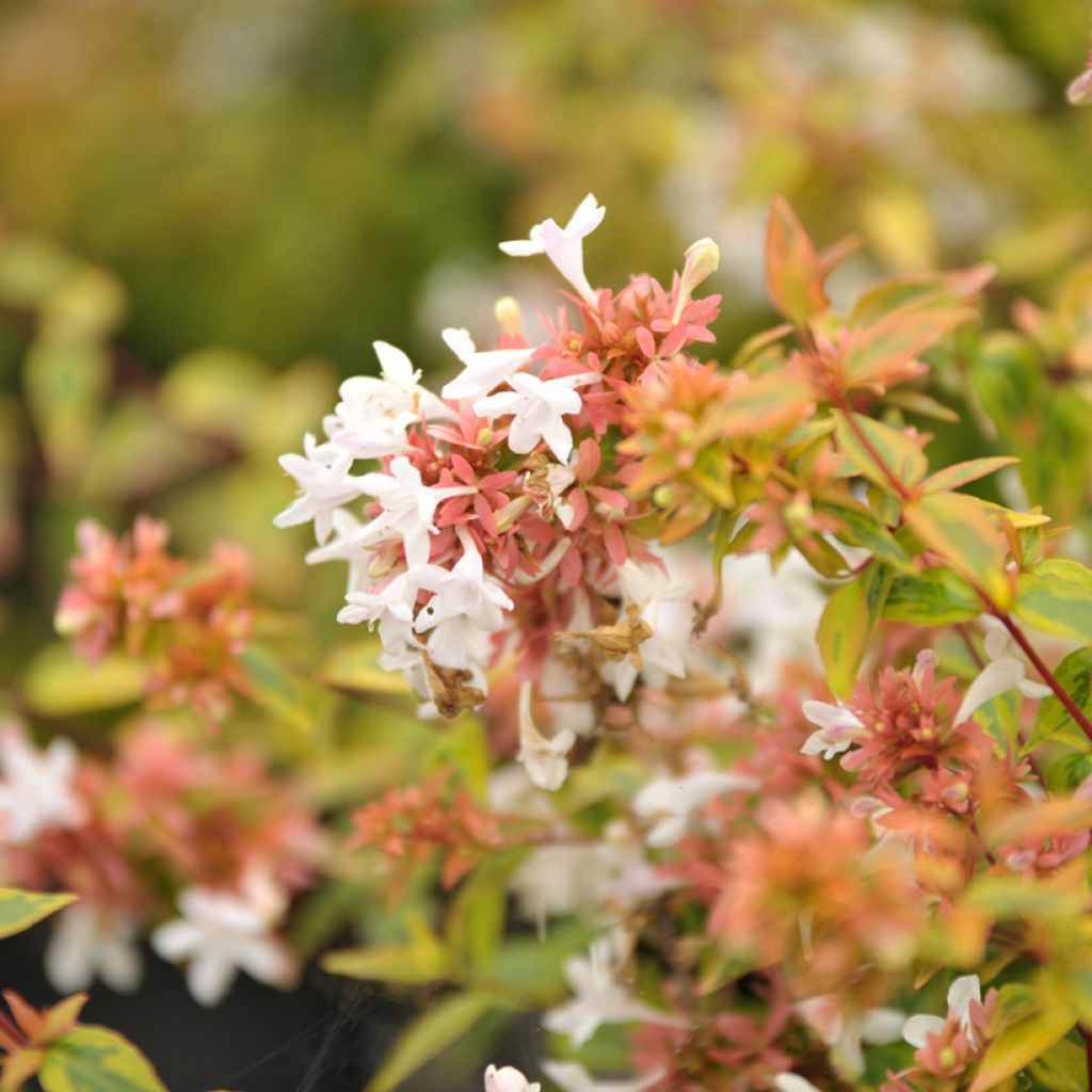 Abelia grandiflora Kaleidoscope