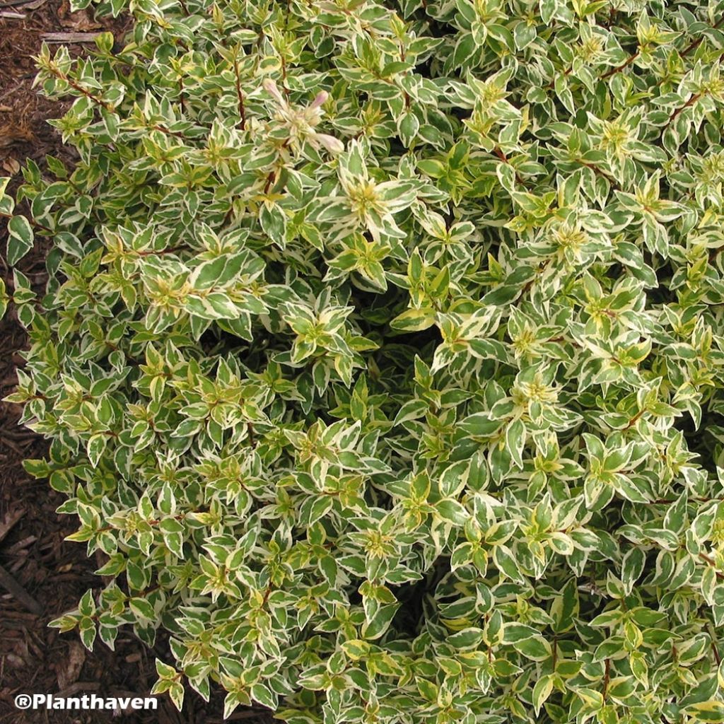 Abelia grandiflora Radiance