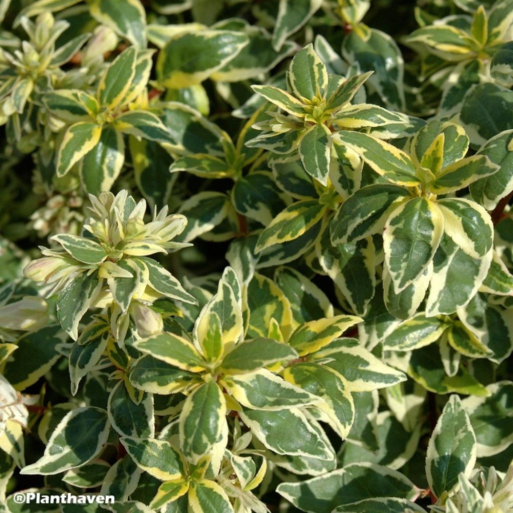 Abelia grandiflora Radiance