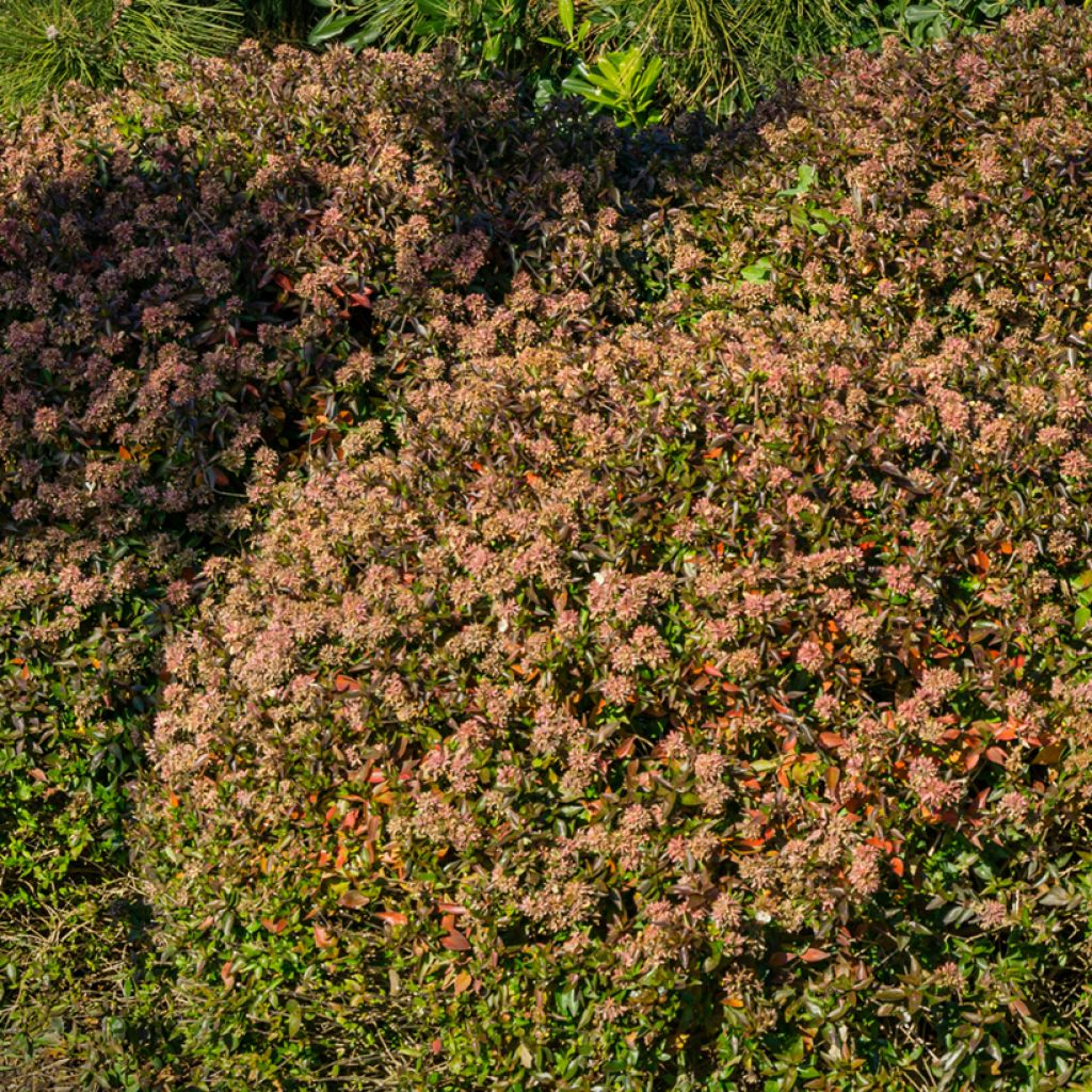 Abelia grandiflora Sherwood